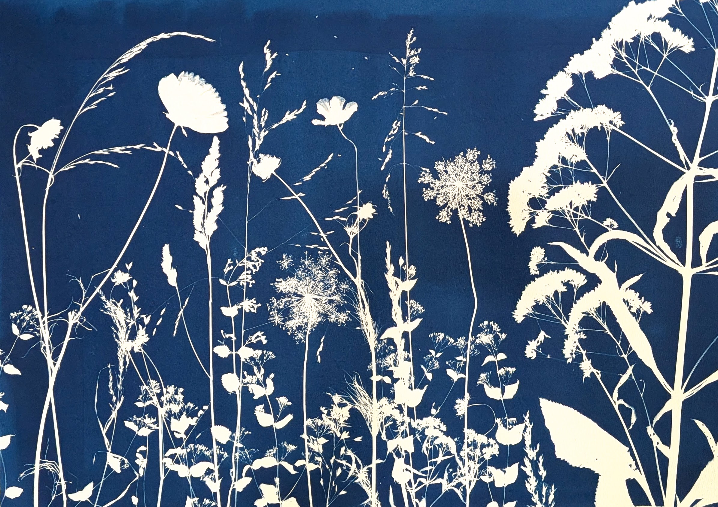 The cyanotype printing process